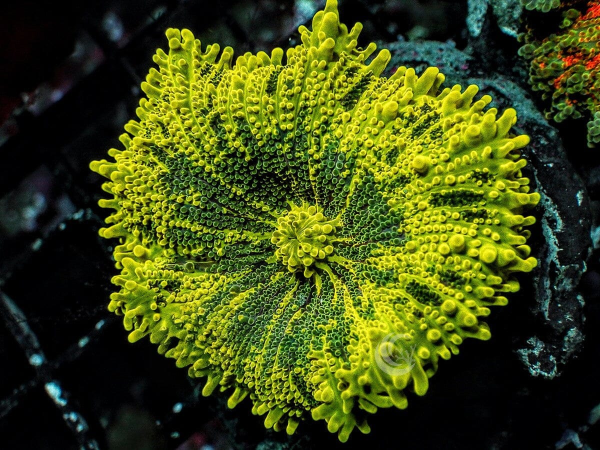 Bright Lemon-Lime Ricordea yuma