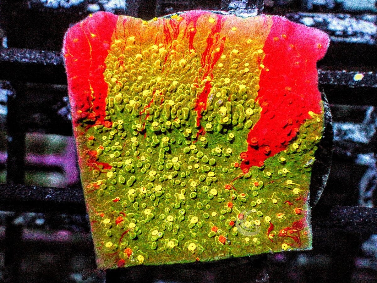 Tie Dyed Plating Montipora