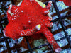 Neon Red Polyp Branching Montipora