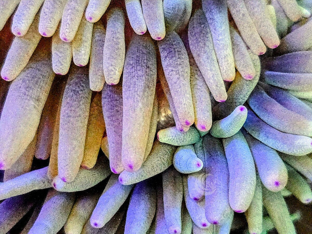 Heteractis crispa Anemone