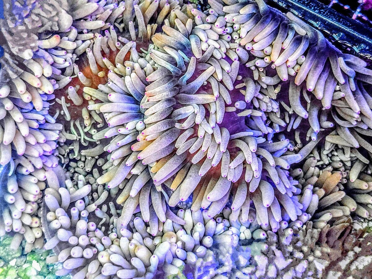 Heteractis crispa Anemone