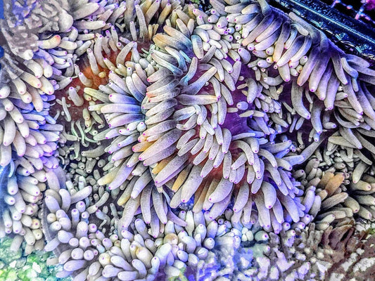 Heteractis crispa Anemone