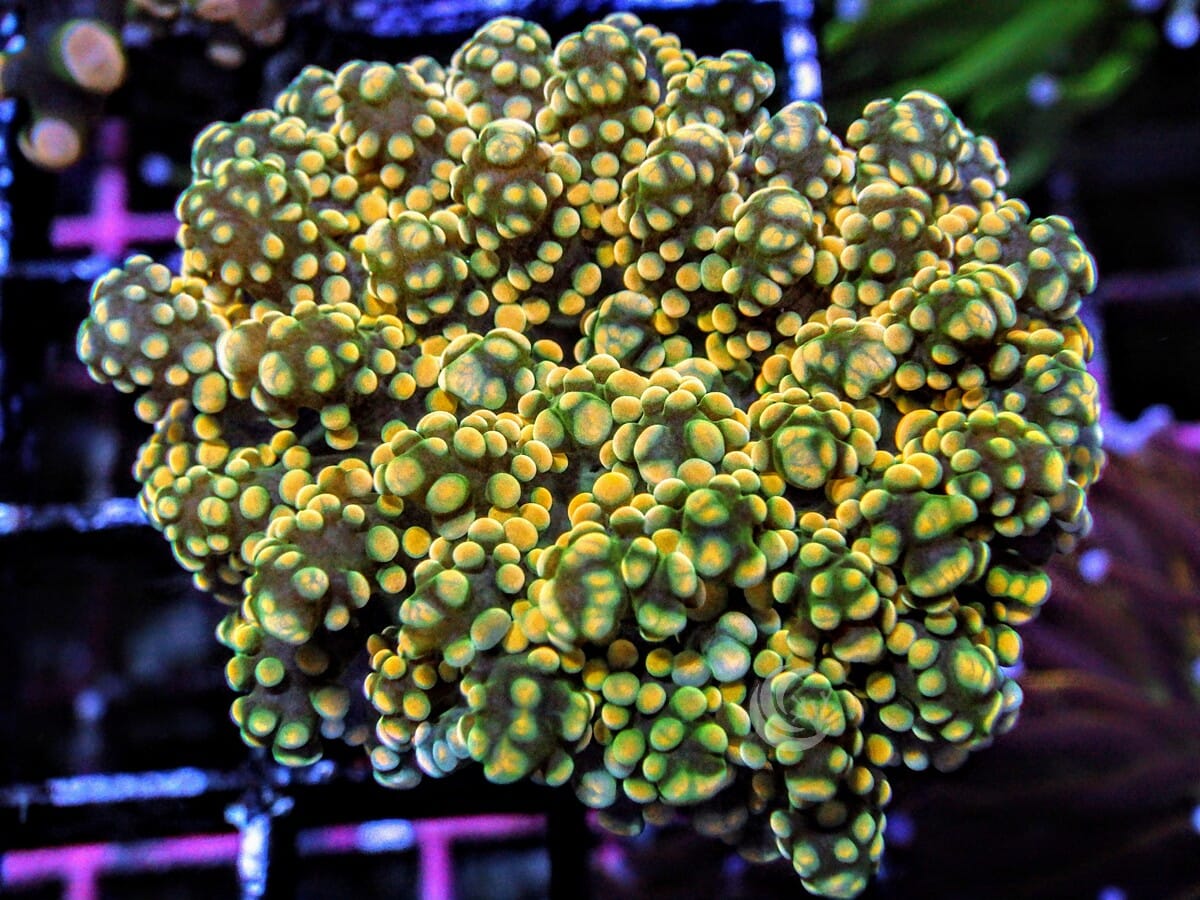 Orange Branching Frogspawn