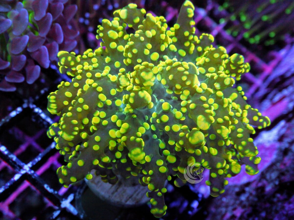 Yellow Branching Frogspawn