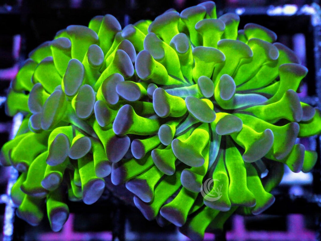 Purple tip Green Branching Hammer