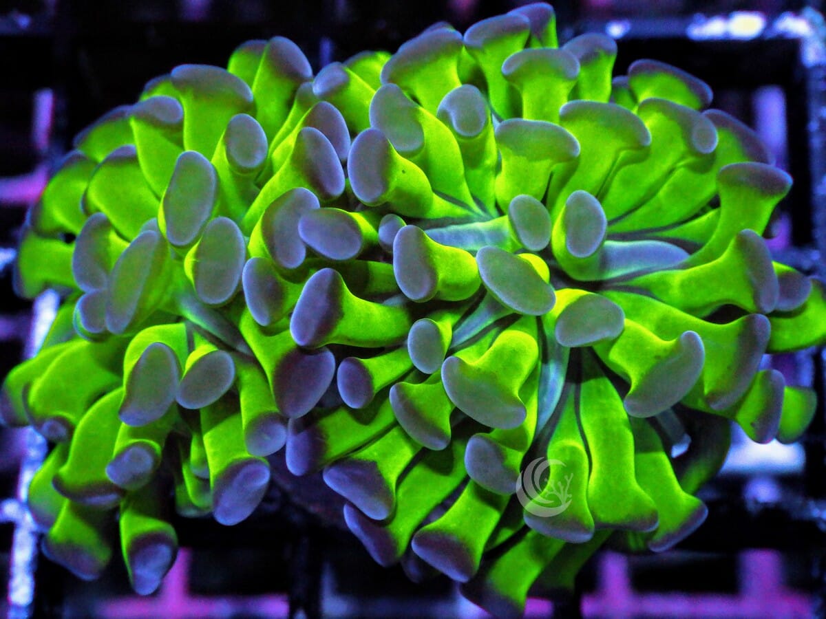 Purple tip Green Branching Hammer