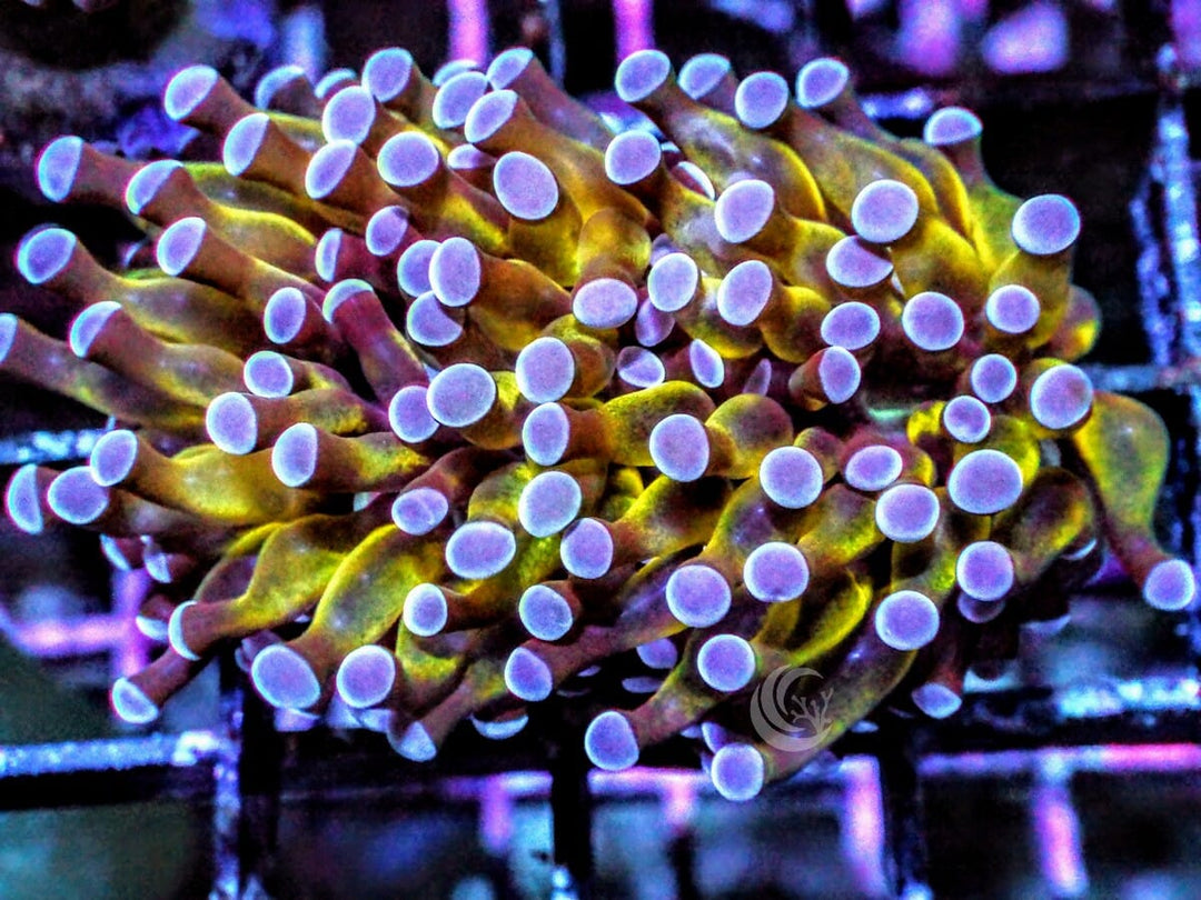 Purple tip Gold Cristata