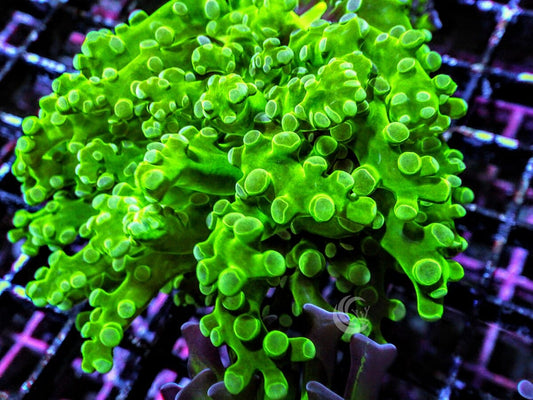 Green Branching Frogspawn