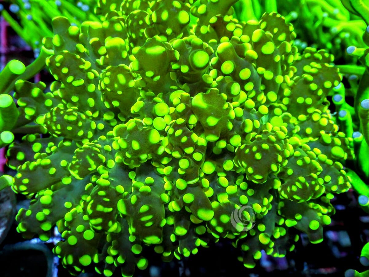 Neon Branching Frogspawn