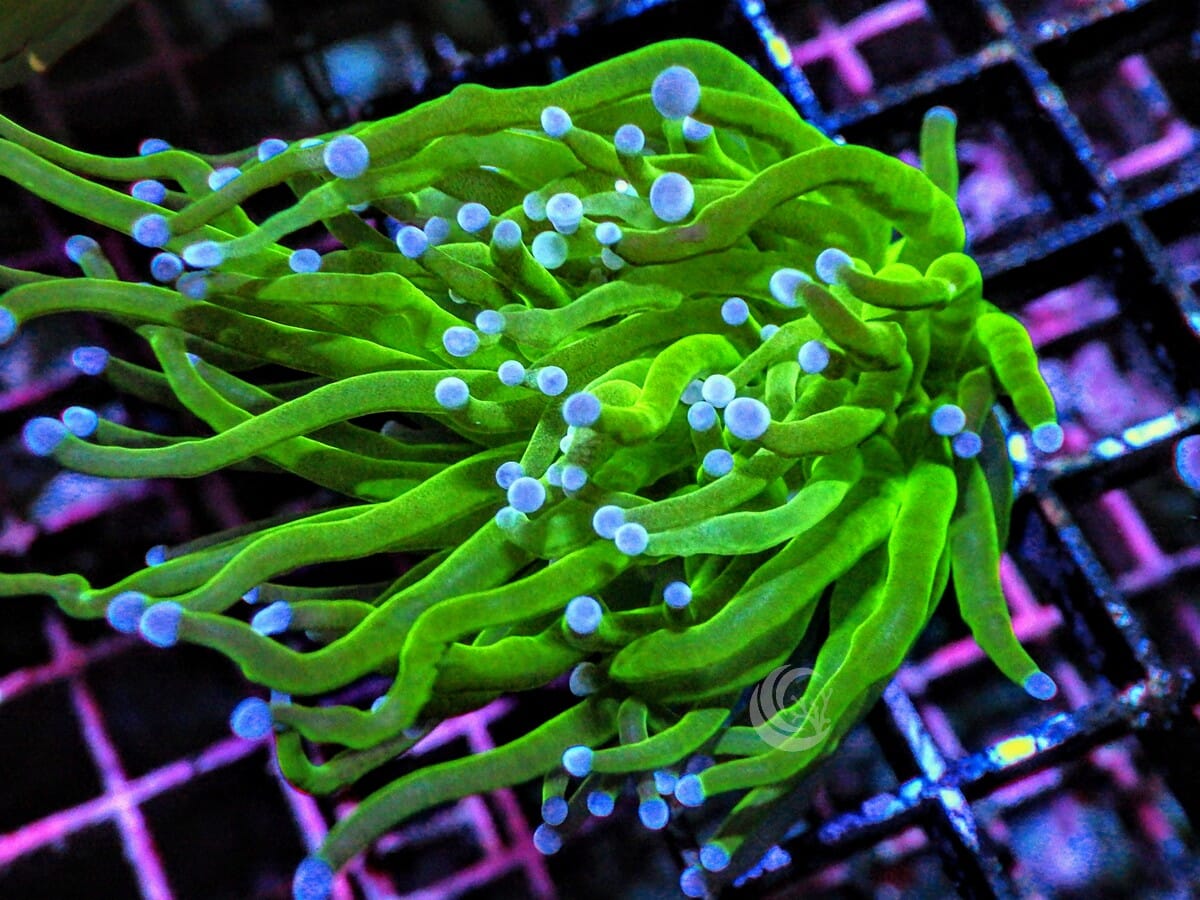 Blue tip Torch