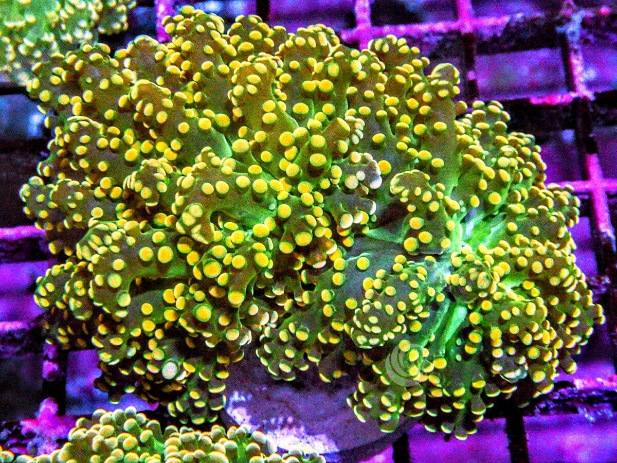 Orange tip Branching Frogspawn