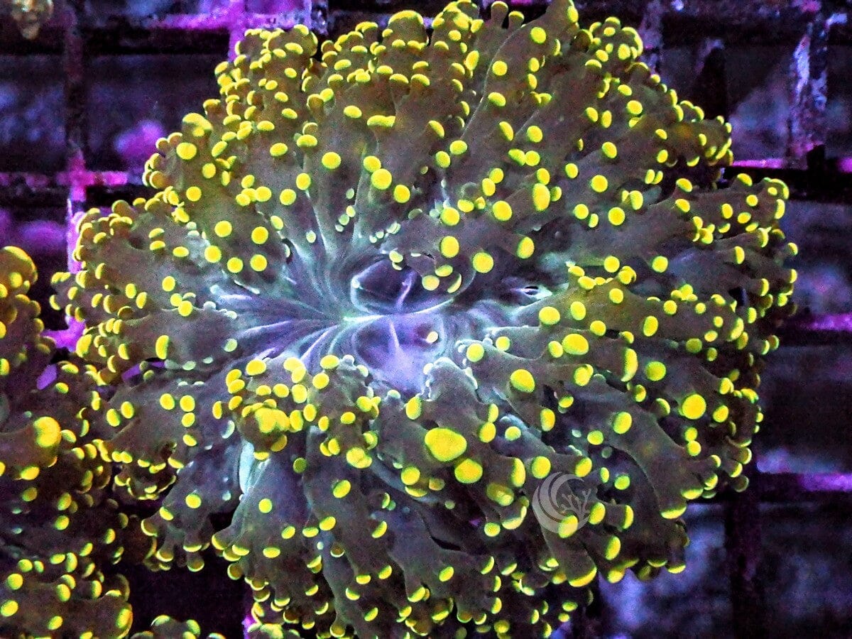 Yellow Branching Frogspawn