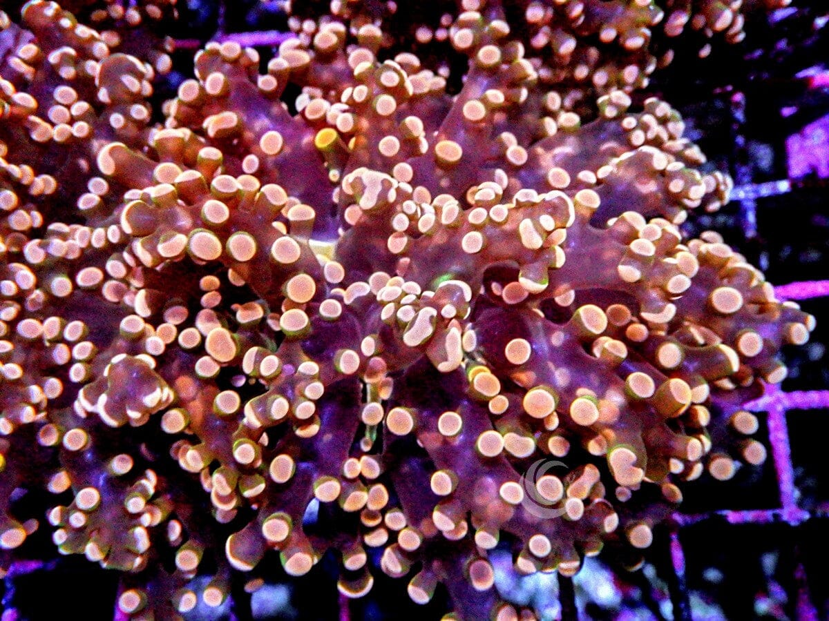 Red-Orange Branching Frogspawn