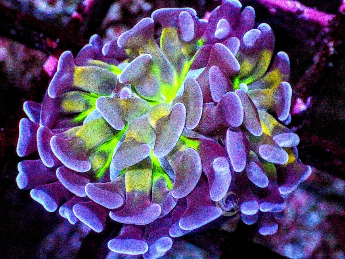 MultiColor Branching Hammer