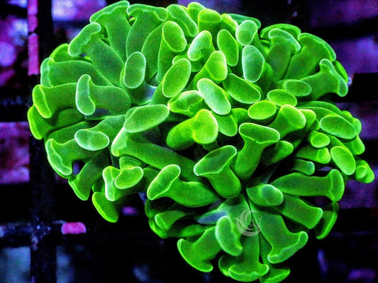 Green Branching Hammer