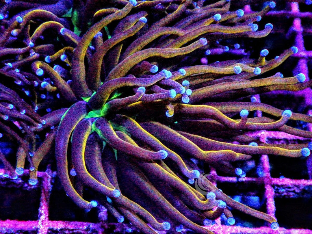 Blue tip Torch