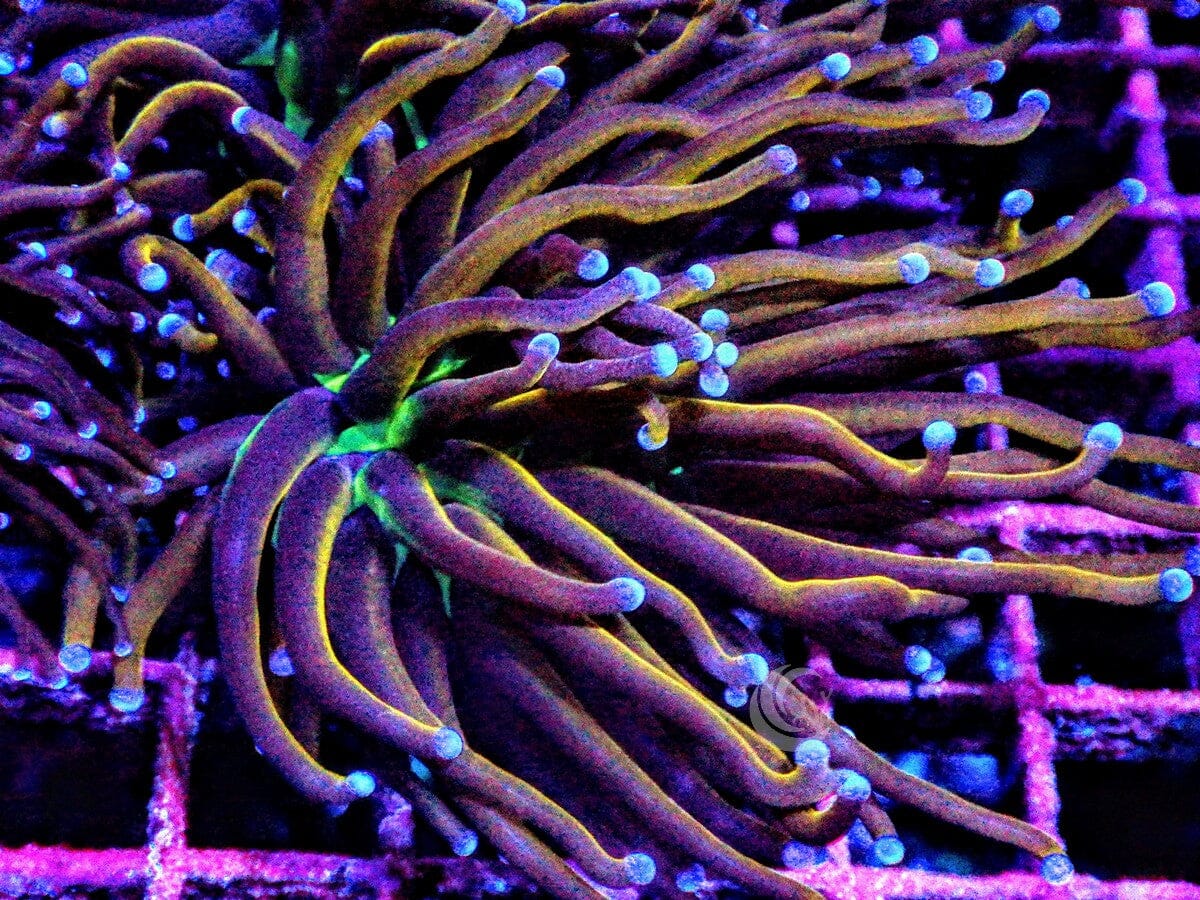Blue tip Torch