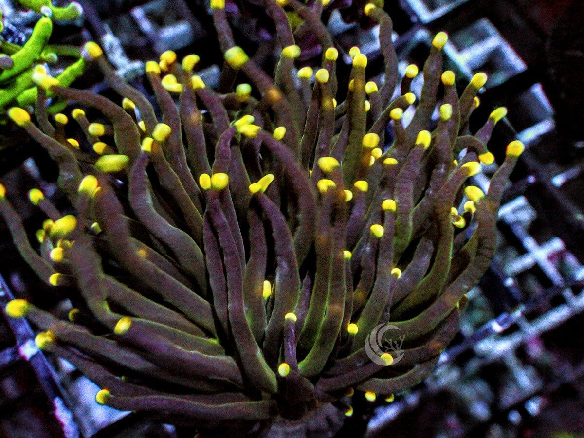 Yellow-Gold tip Torch
