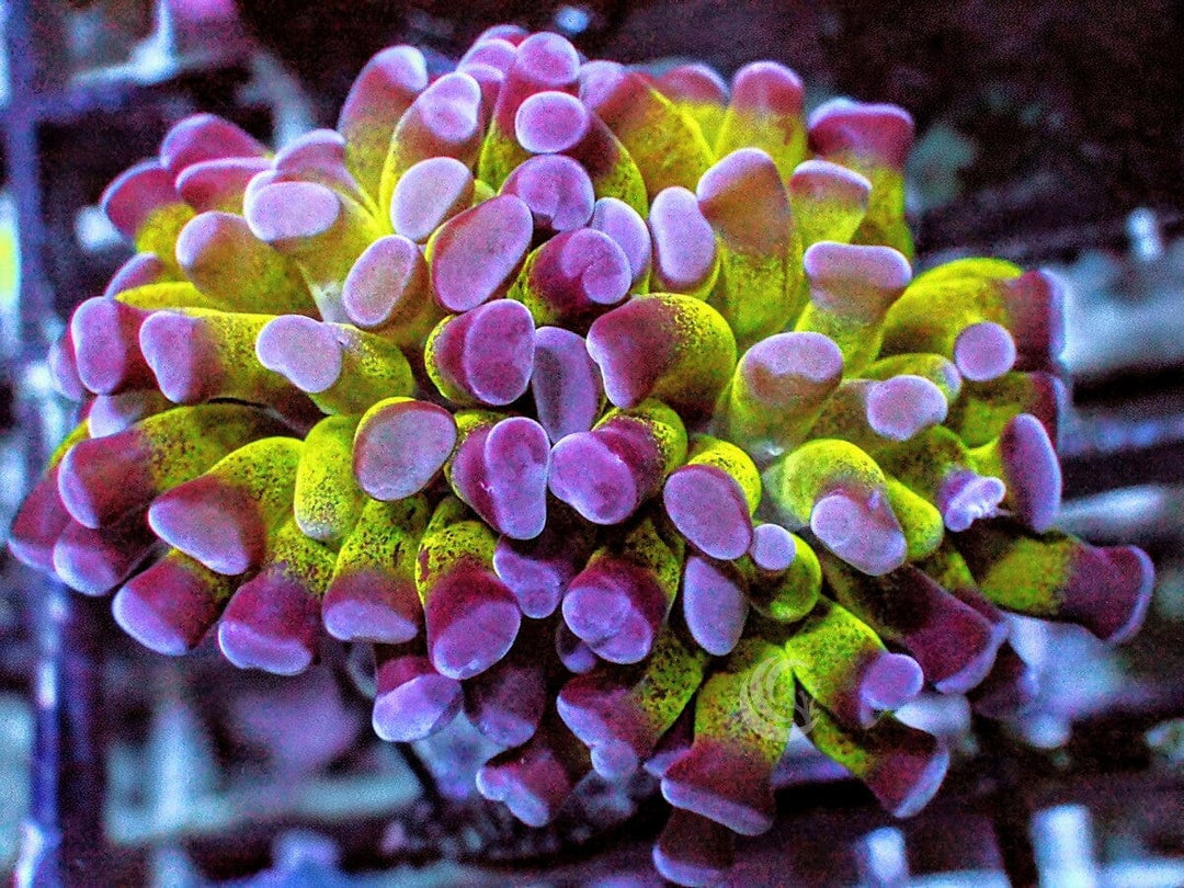 MultiColor Branching Hammer