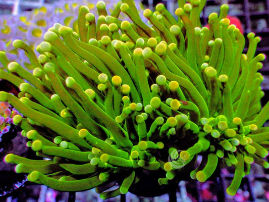 Yellow tip Green Torch
