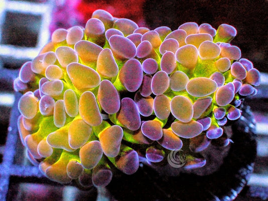 Purple tip Green Branching Hammer