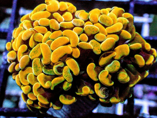 Gold Branching Hammer
