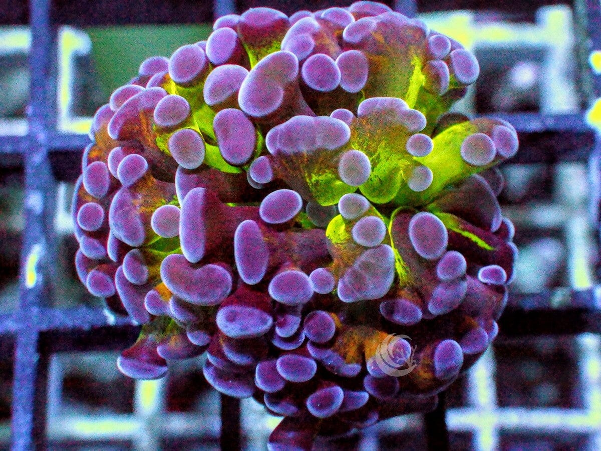 MultiColor Branching Hammer