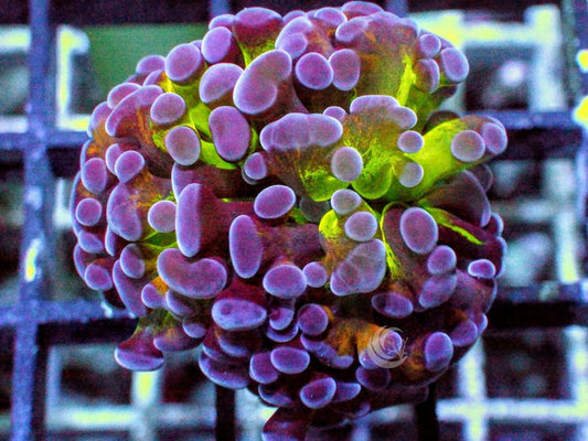 MultiColor Branching Hammer