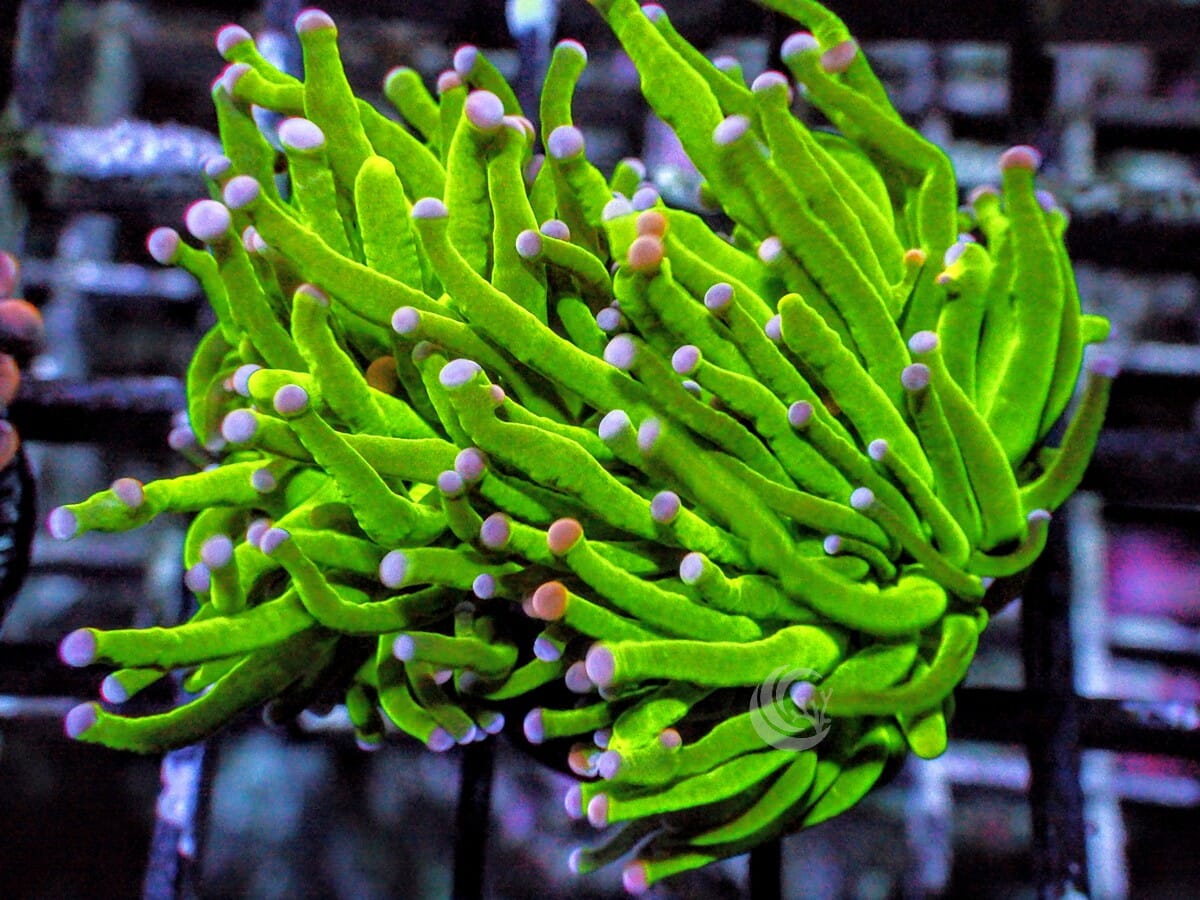 Violet tip Lime Torch
