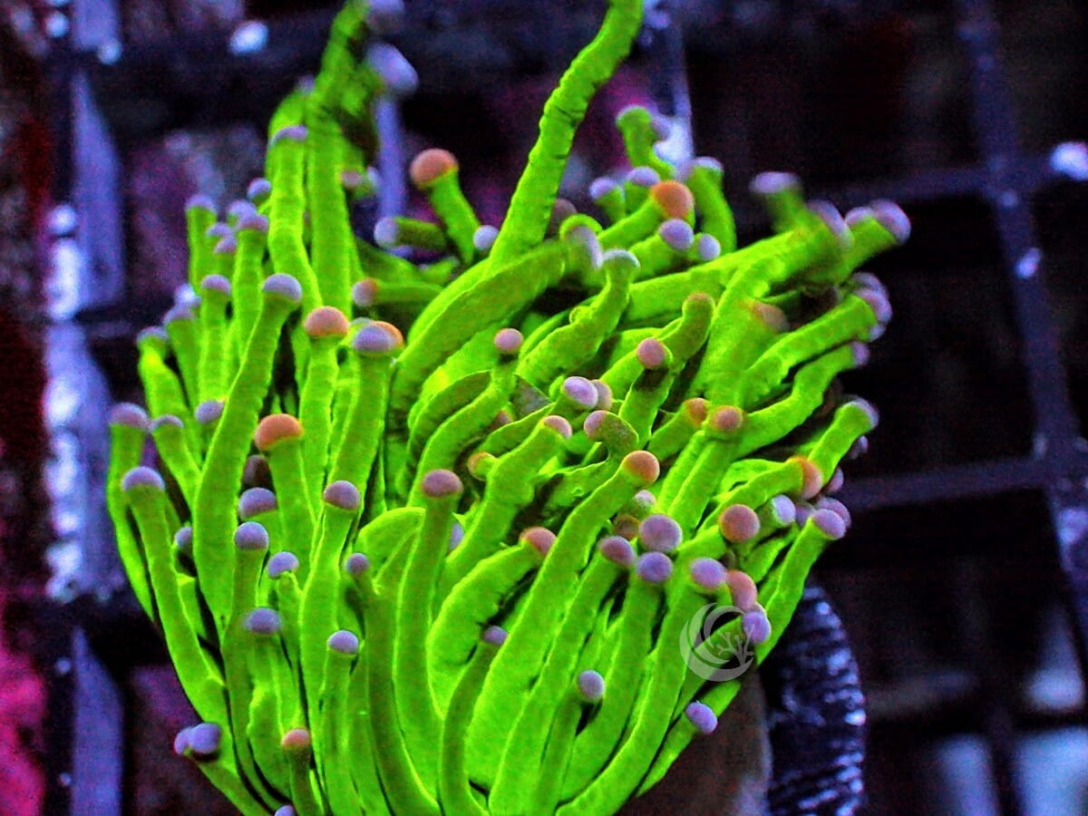 Violet tip Lime Torch