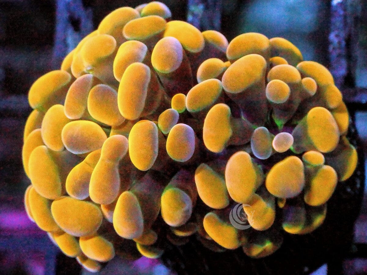 Gold Branching Hammer