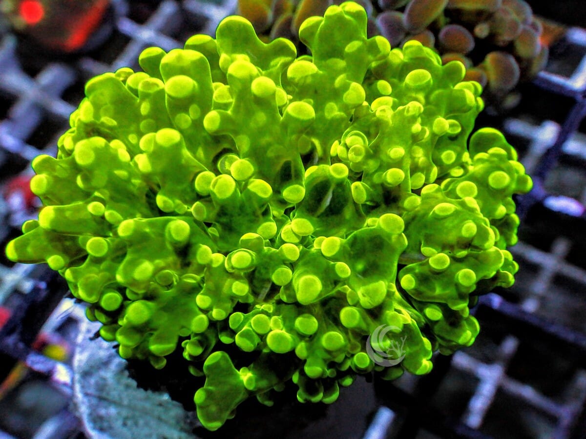 Neon Frogspawn