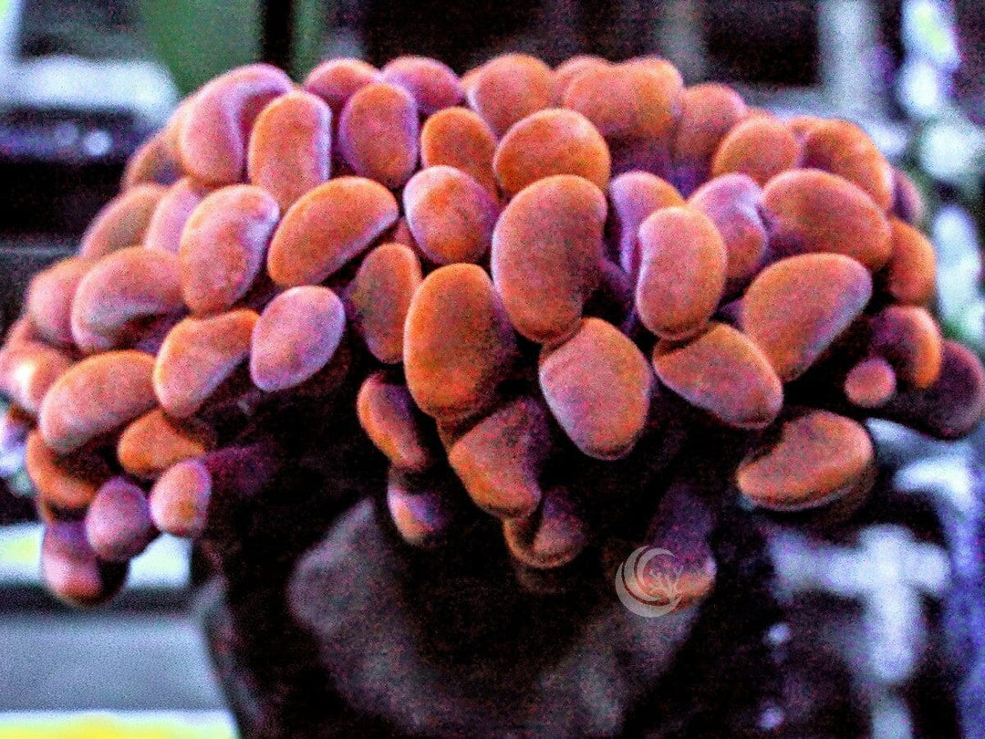 Red-Orange Branching Hammer