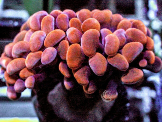 Red-Orange Branching Hammer