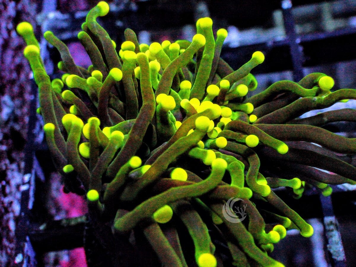 Yellow tip Green Torch