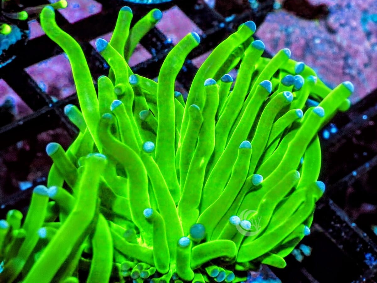 Blue tip Green Torch