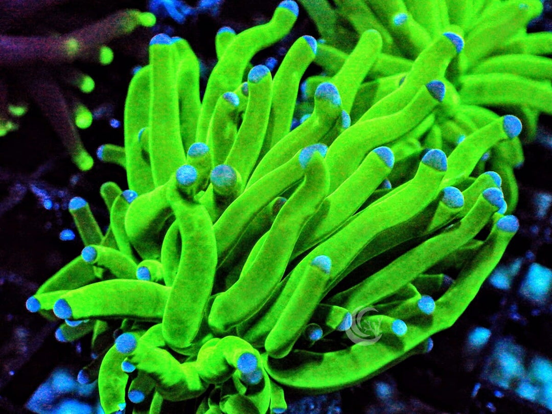 Blue tip Green Torch