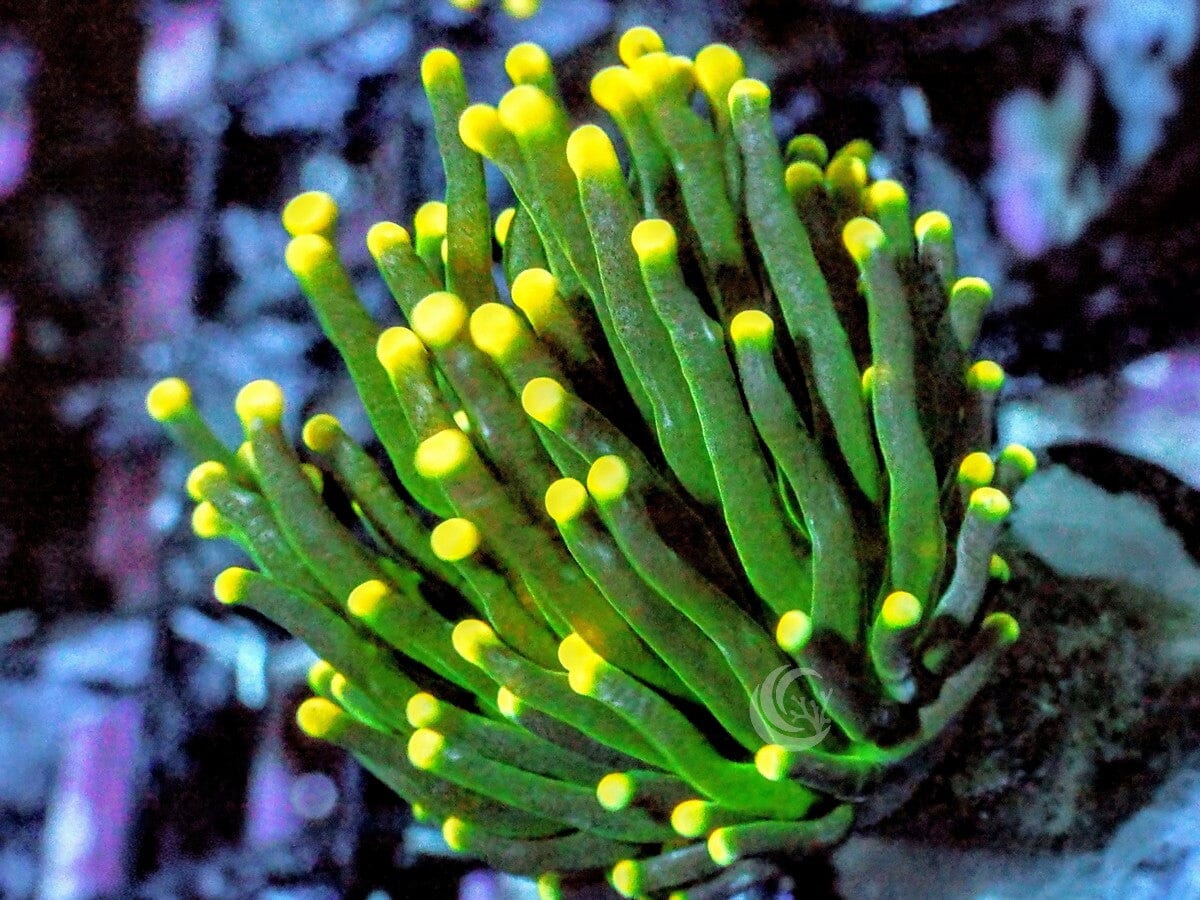 Yellow tip Green Torch