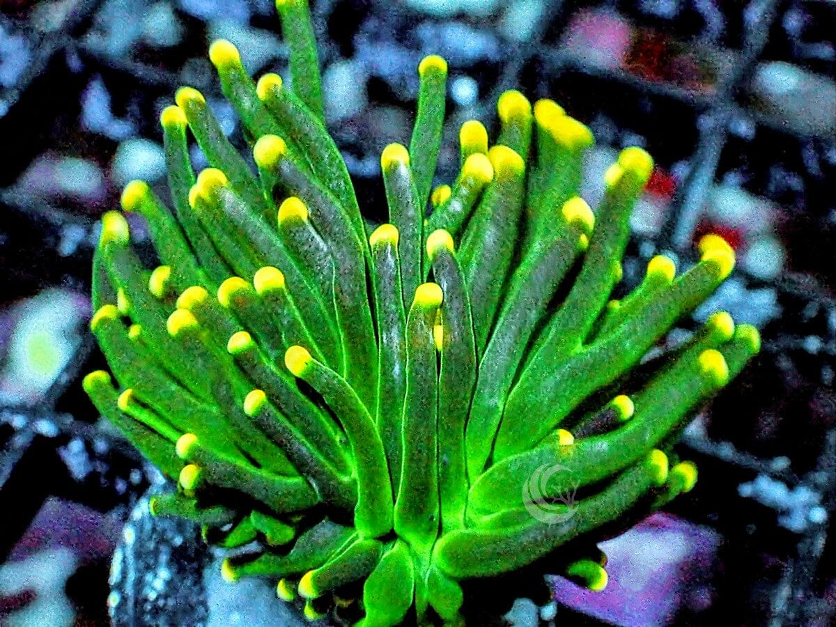 Yellow tip Green Torch