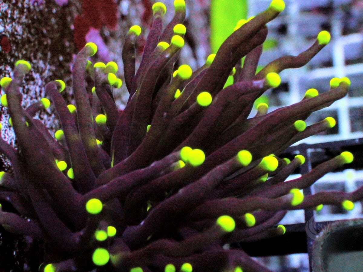 Green tip Black Torch