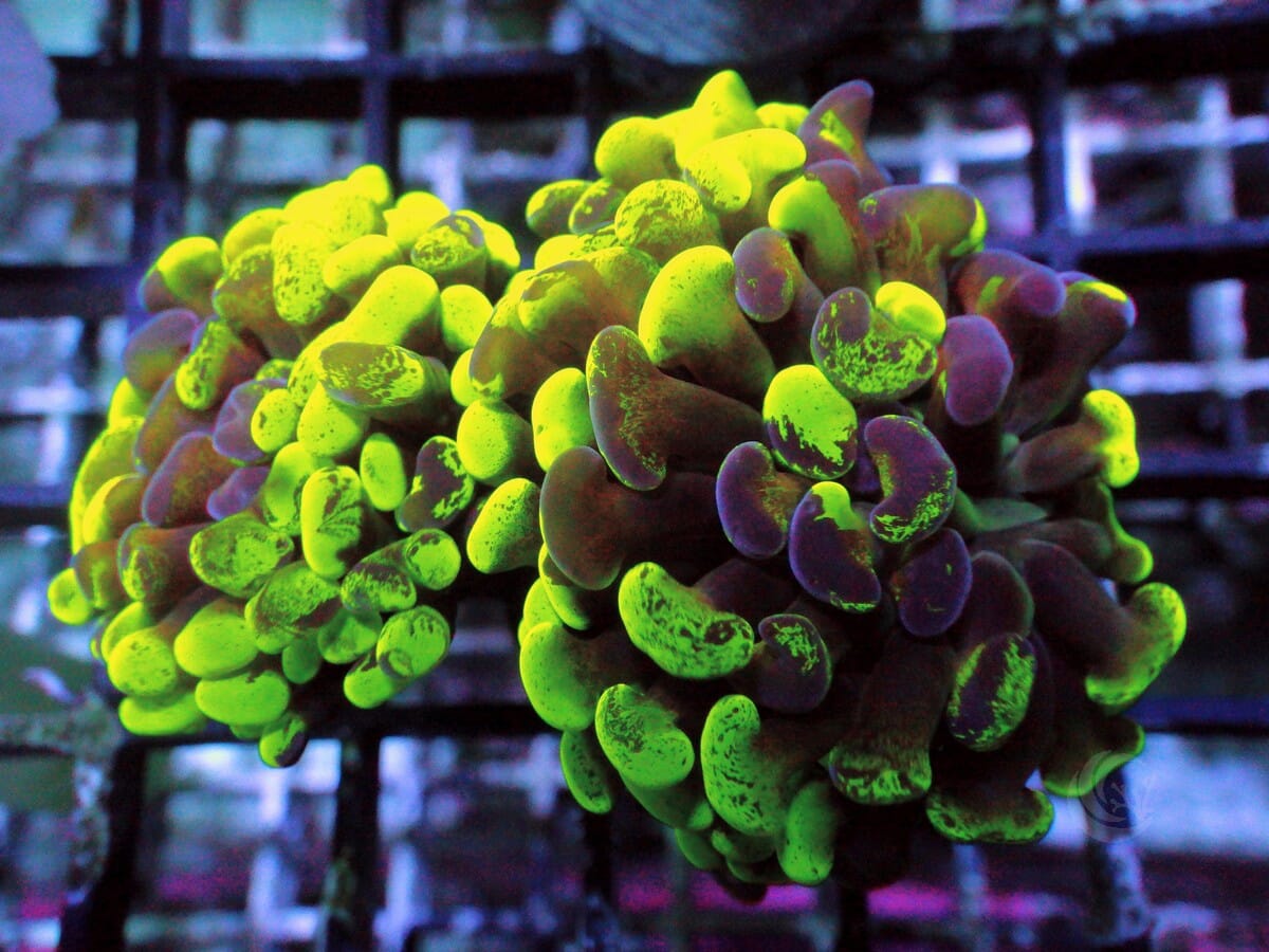 Neon Splattered Branching Hammer