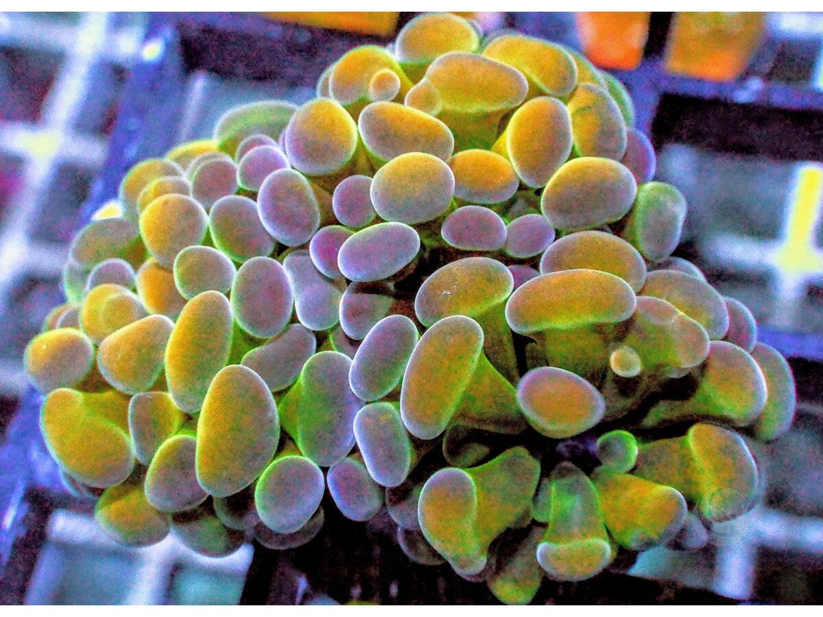 MultiColor Branching Hammer
