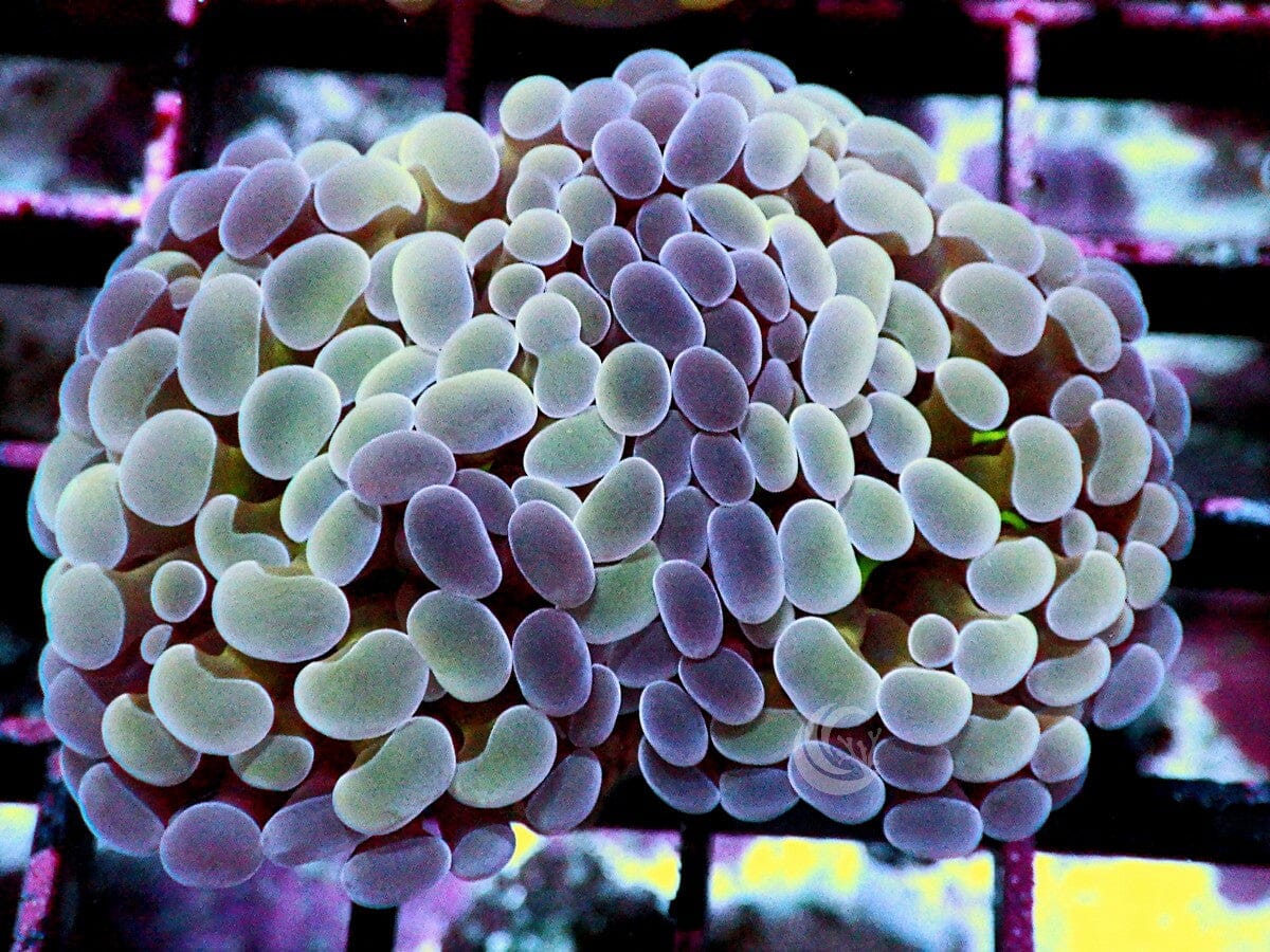 Bicolor Branching Hammer