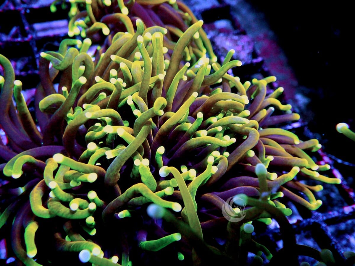 Over The Rainbow Torch