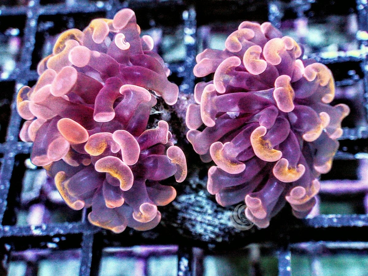 Orange Branching Hammer