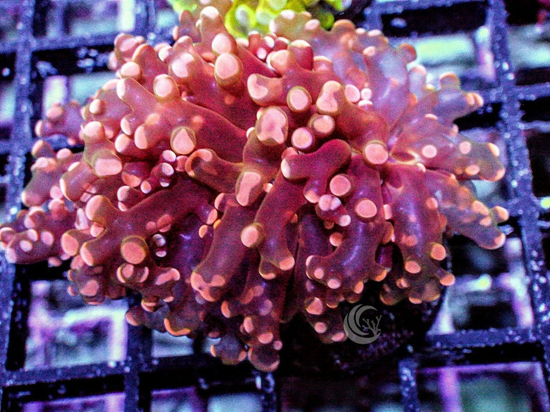 Orange-red Branching Frogspawn