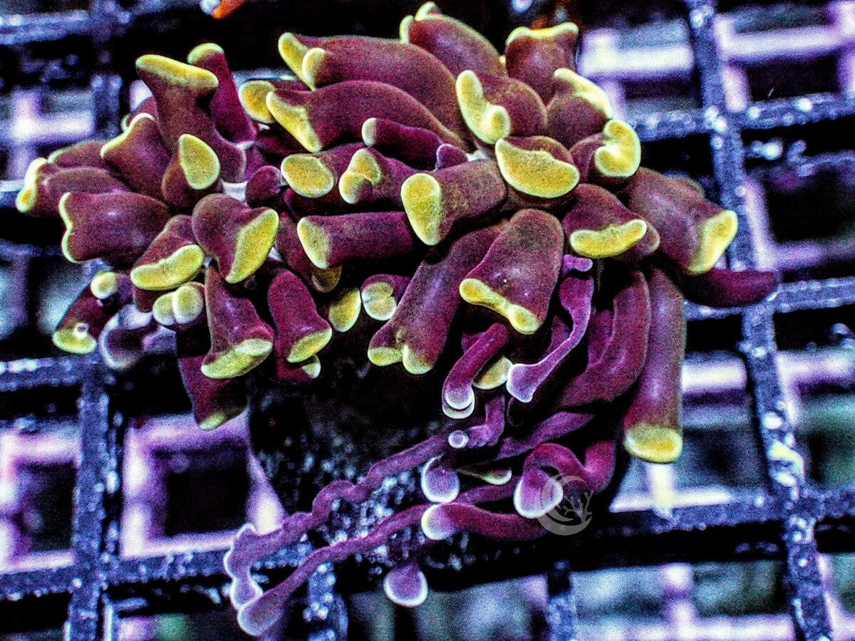 Green tip Branching Hammer