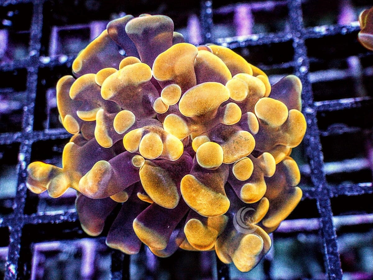 Gold Branching Hammer