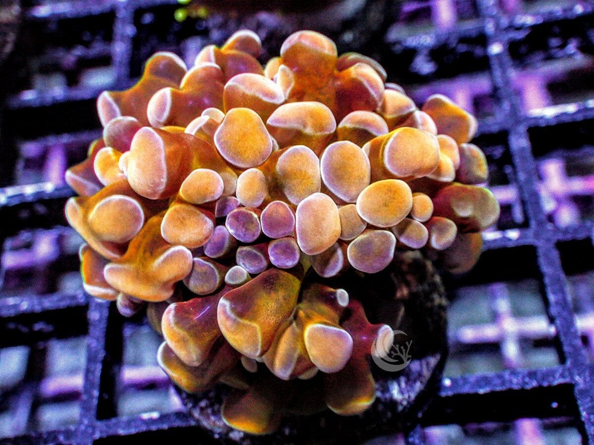 Gold Branching Hammer