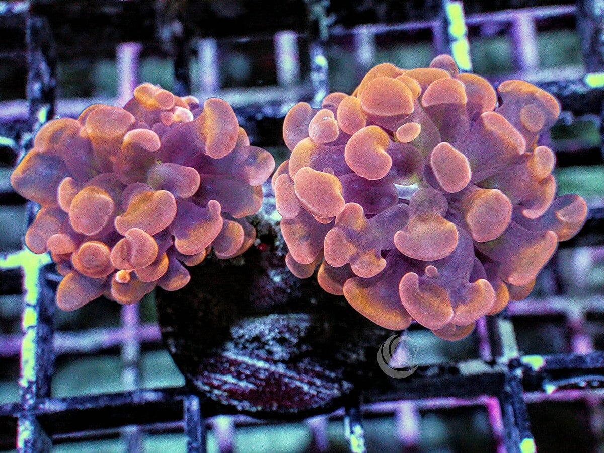 Orange Branching Hammer